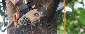 Best Lawn Irrigation Installation and Maintenance  in Bloomfield, IA
