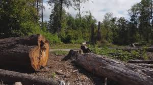Best Tree Health Inspection  in Bloomfield, IA