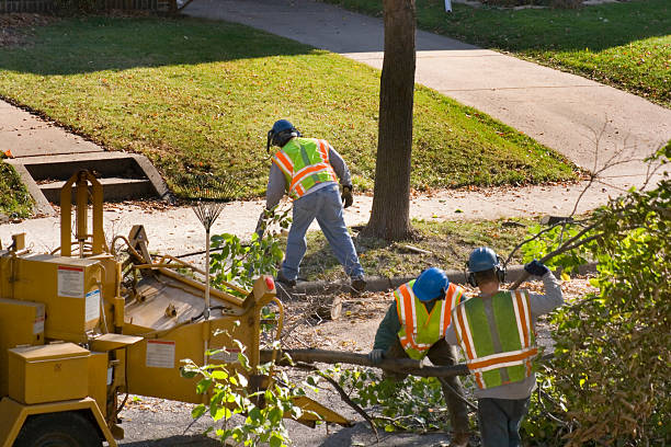 Best Palm Tree Trimming  in Bloomfield, IA